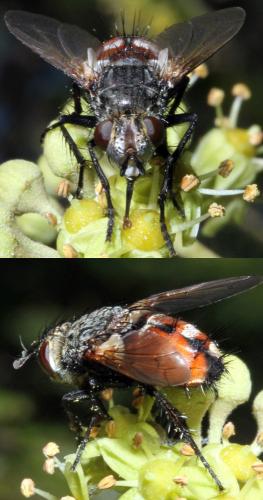 Réf. 330 777 : Peleteria rubescens